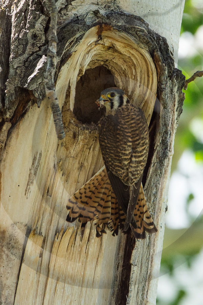 American Kestrel 1 - BE-AK_001_K410783