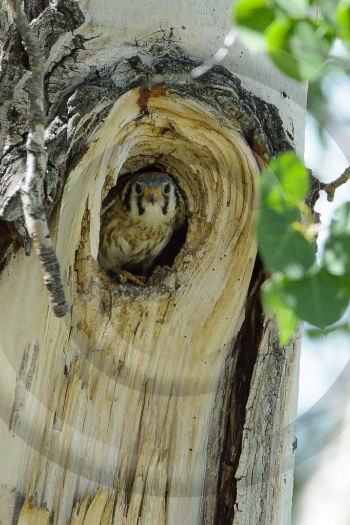 American Kestrel 2 - BE-AL_002_K411202