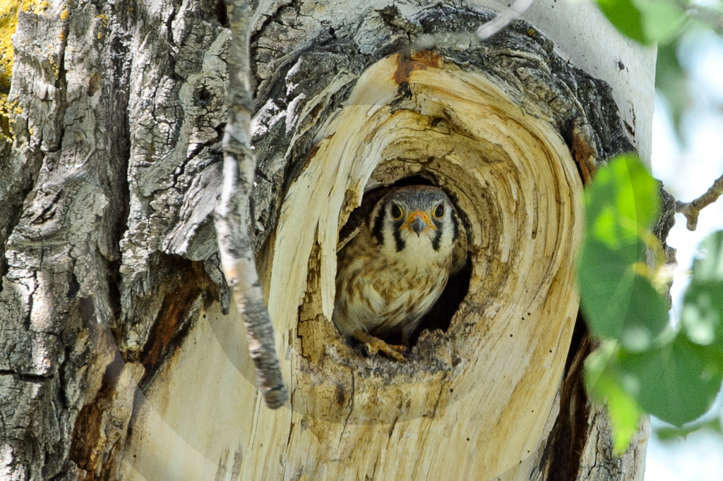 American Kestrel 3 - BE-AK_003_HK411202