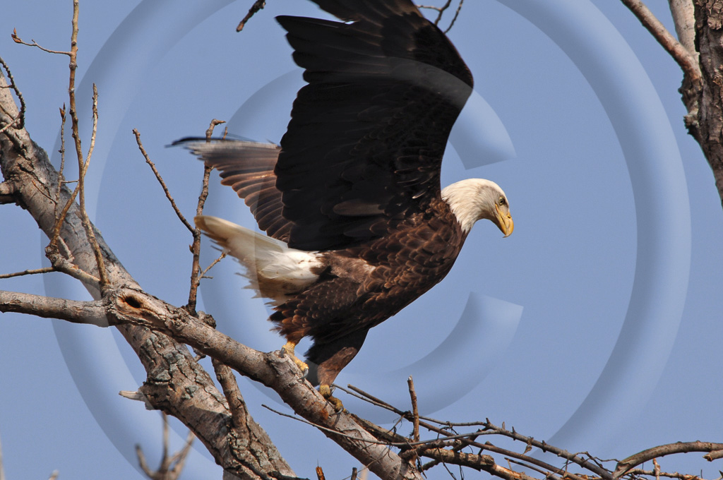 Bald Eagle 10 -  BE-BE_009_KD1_5500