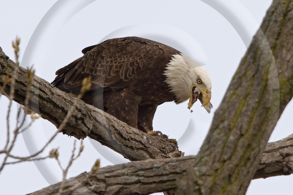 Bald Eagle 12 -  BE-BE_011_KD15708