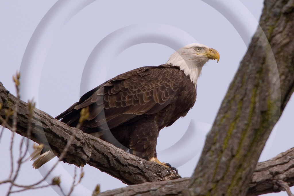 Bald Eagle 13 -  BE-BE_012_KD15716