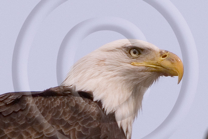 Bald Eagle 14 -  BE-BE_013_KD157162