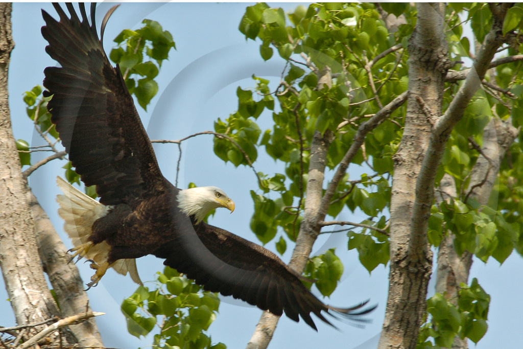 Bald Eagle 16 -  BE-BE_015_WMD5025