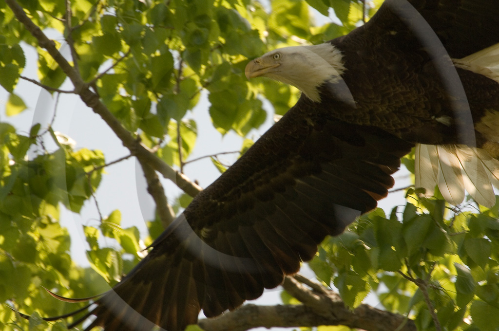 Bald Eagle 17 -  BE-BE_016_DT_00055_20060423_104311__KD16217