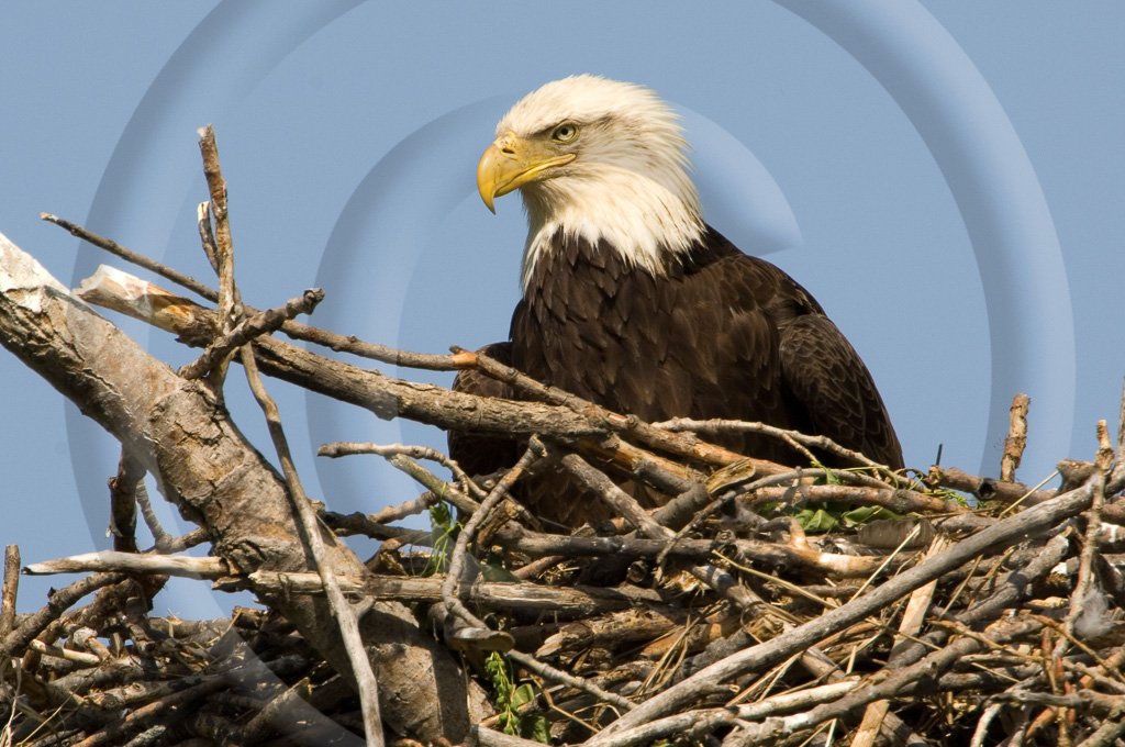 Bald Eagle 18 -  BE-BE_017_DT_00055_20060423_160640__KD16675