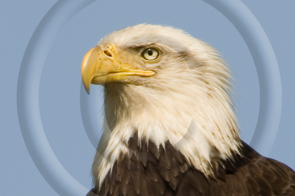 Bald Eagle 21 -  BE-BE_020_KD16677