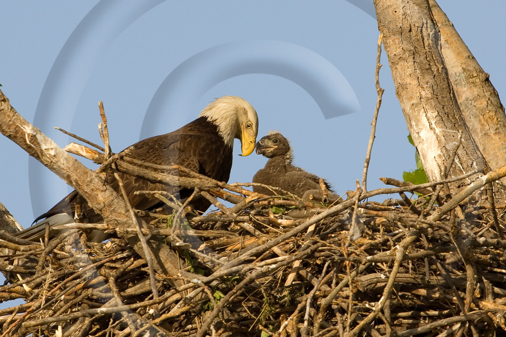 Bald Eagle 22 -  BE-BE_021_KD16766