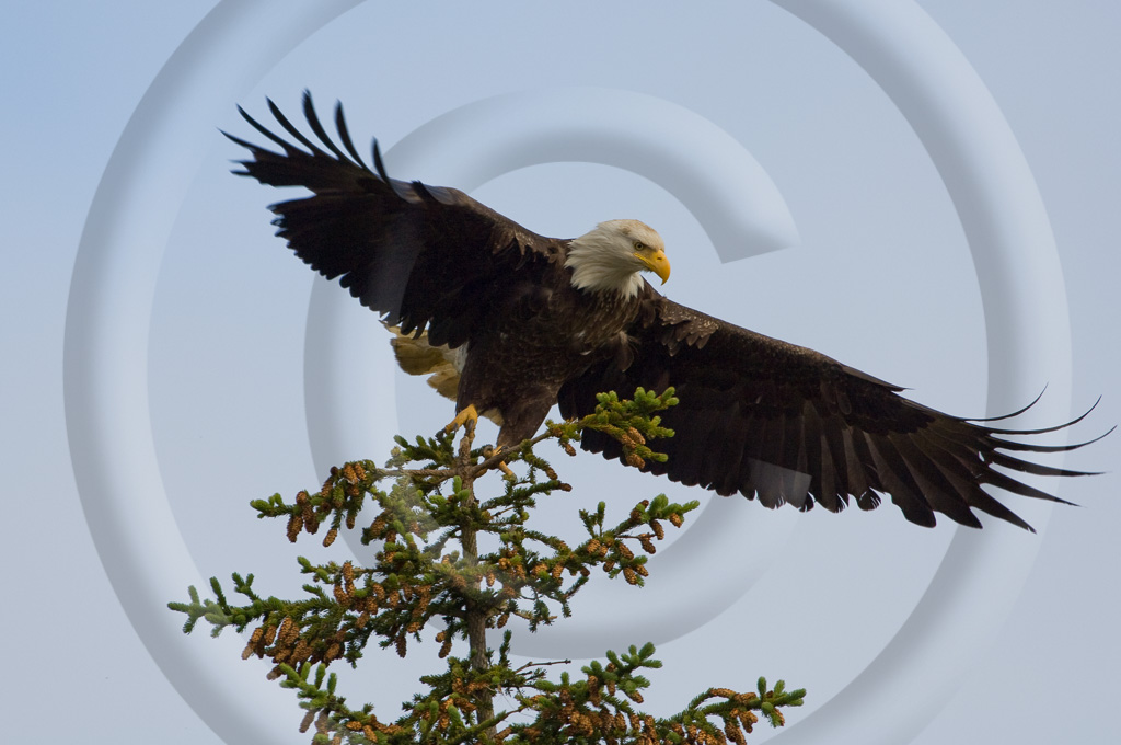 Bald Eagle 23 -  BE-BE_022_KX08417