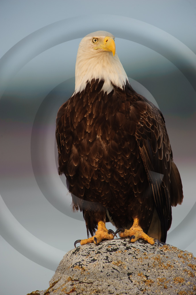 Bald Eagle 24 -  BE-BE_023_K309690