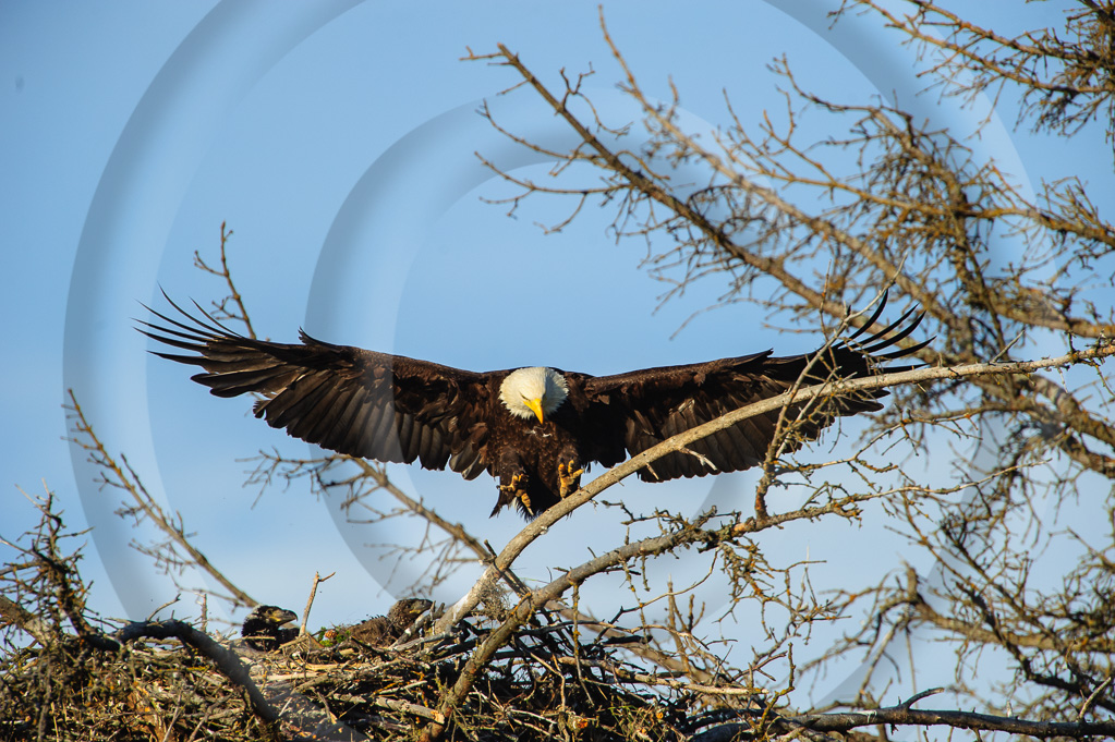 Bald Eagle 26-  BE-BE_025_K327898