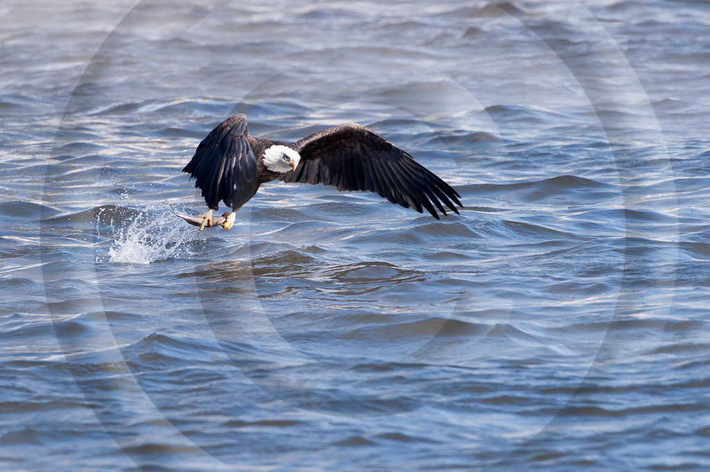 Bald Eagle 27 - BE-BE_027_K346526