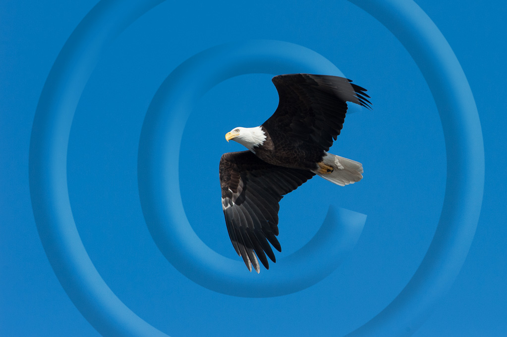 Bald Eagle 29_K340108