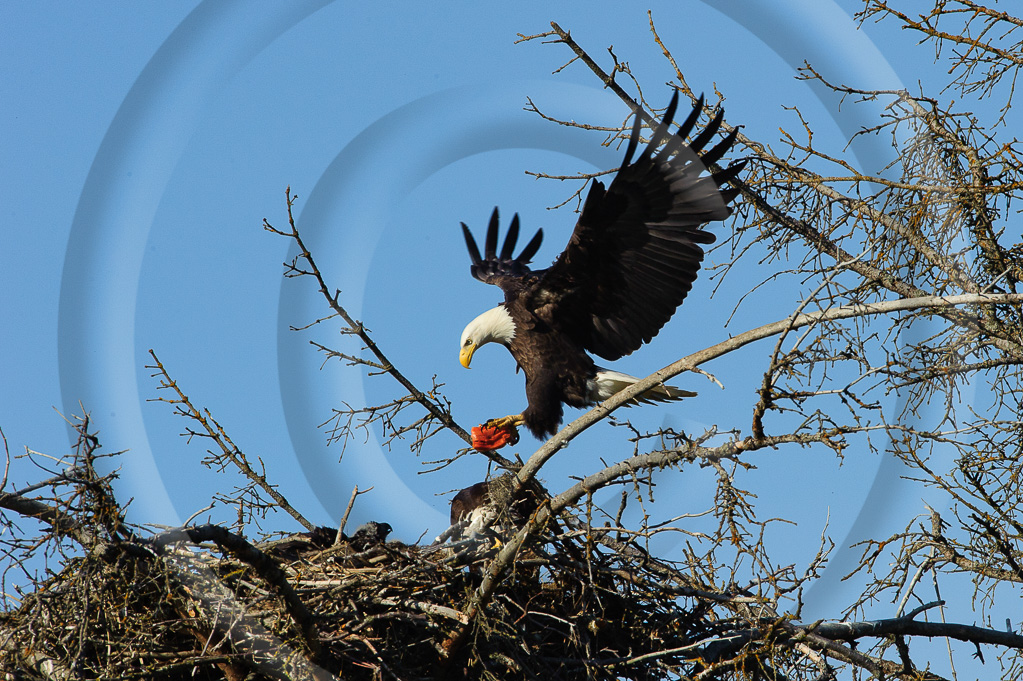 Bald Eagle 2 -  BE-BE_026_K329183