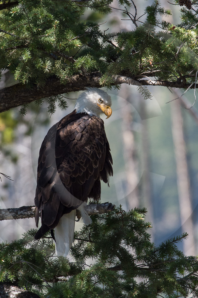 Bald Eagle 31  -BE-BE_031_K410495