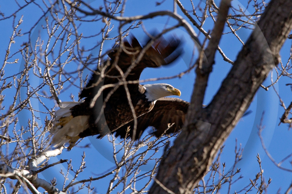 Bald Eagle 3 -  BE-BE_002_DT_00020_207