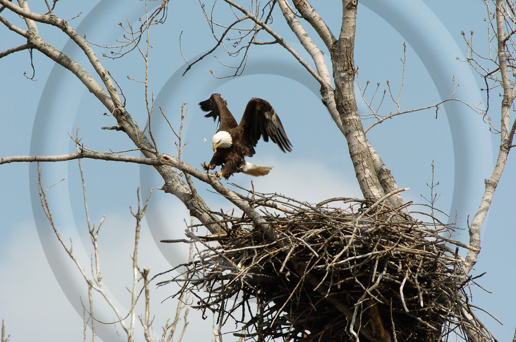 Bald Eagle 6 -  BE-BE_005_DT_00055_20060311_134925__WMD4577