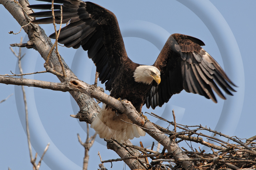 Bald Eagle 7 -  BE-BE_006_KD1_5493