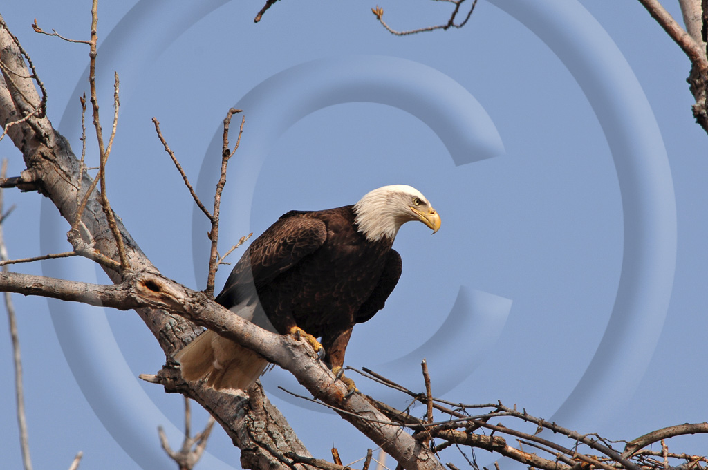 Bald Eagle 8 -  BE-BE_007_KD1_5498