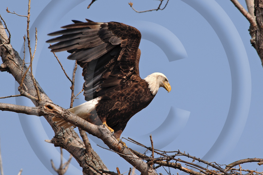 Bald Eagle 9 -  BE-BE_008_KD1_5499