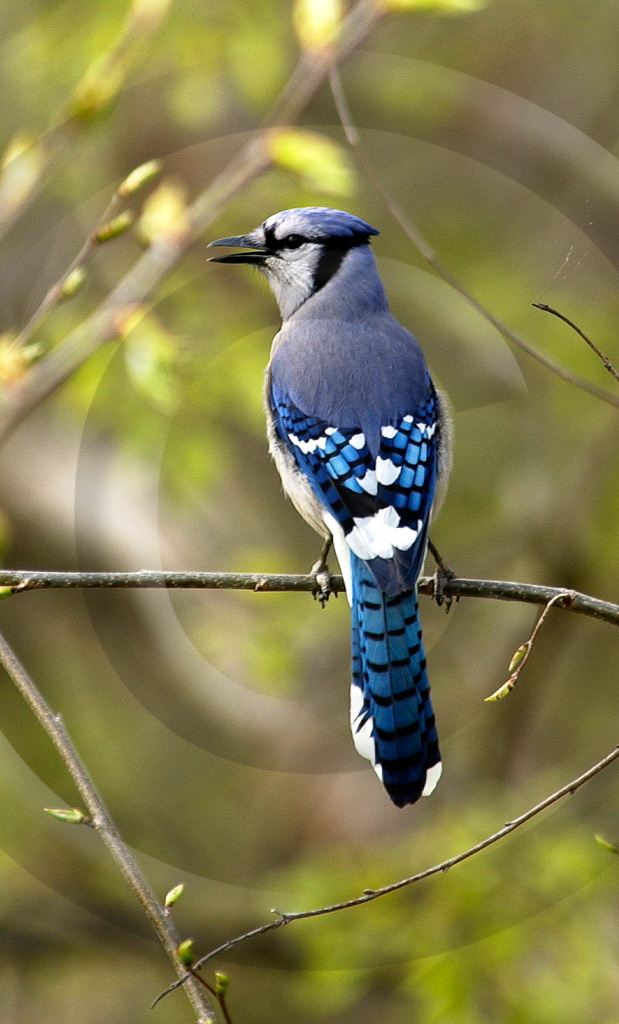 Blue Jay 1 - BD-BJ_001_DT_00024_0371