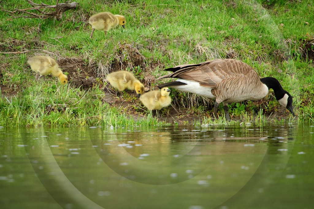 Canada Goose 1 - BD-AG_001_KX13740