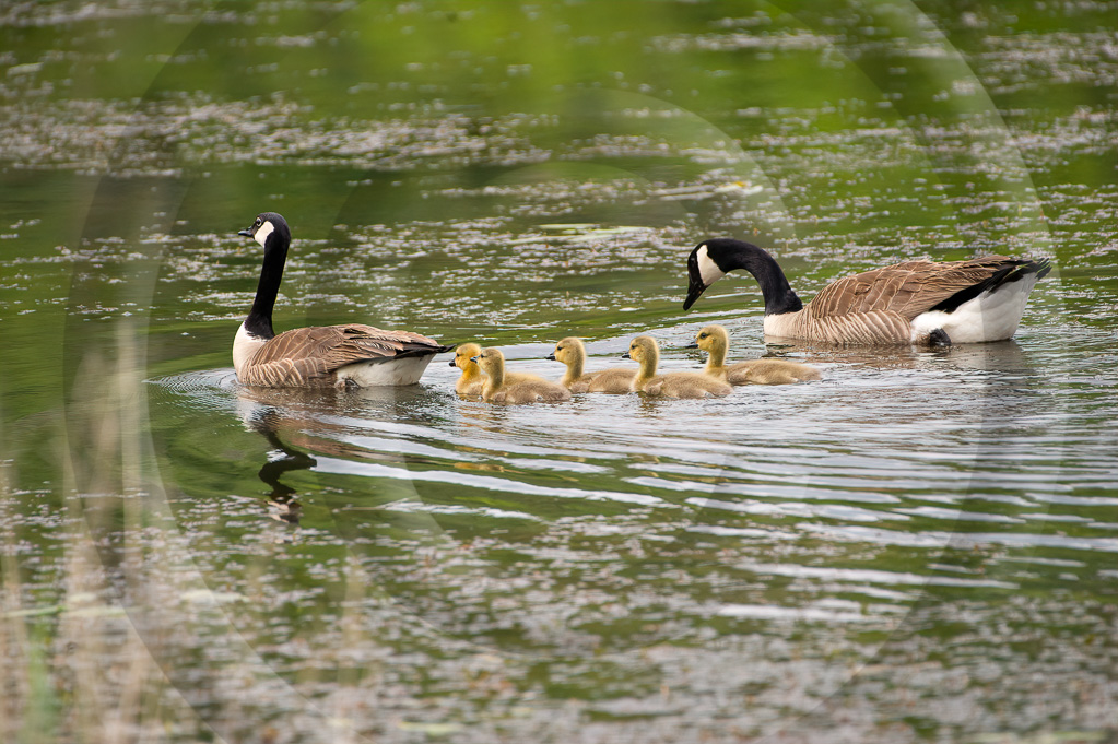 Canada Goose 2 - BD-AG_002_K3S0540