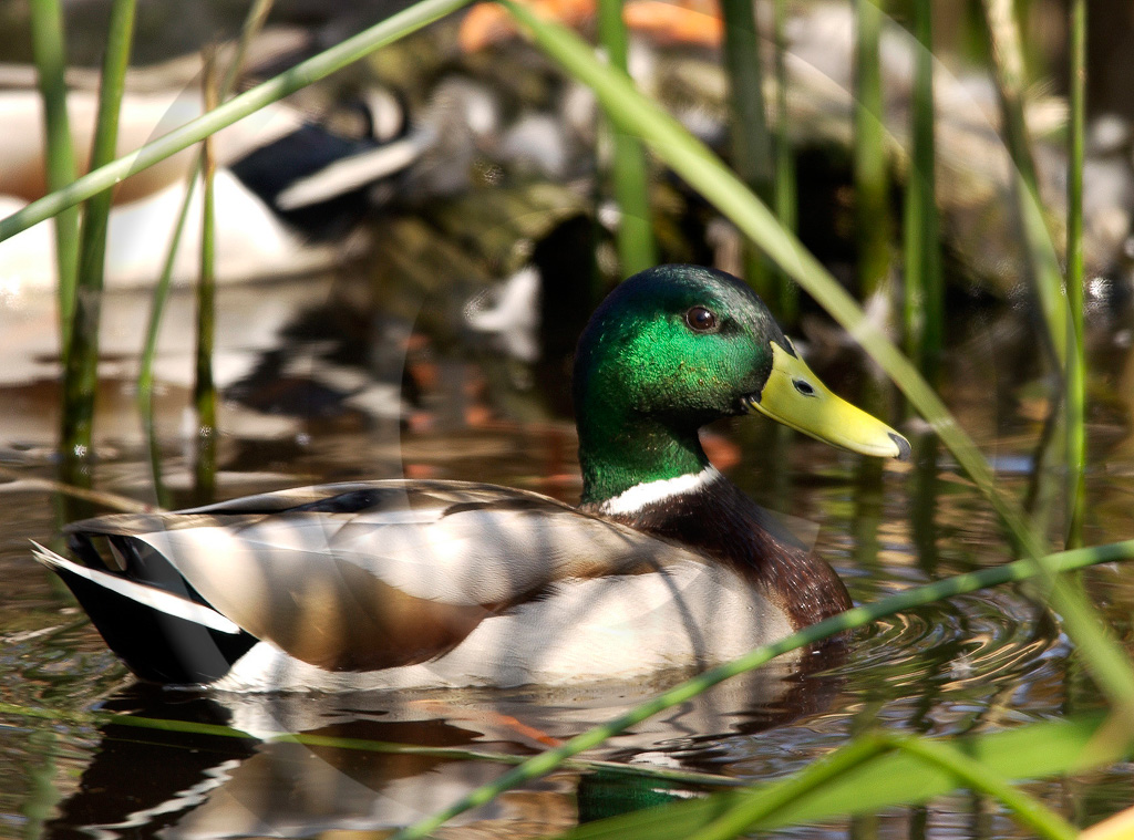 Ducks 1 -  BD-MD_001_DT_00021_0167