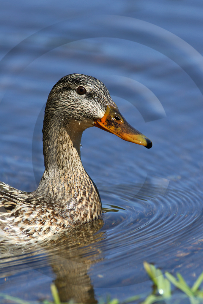 Ducks 3 -  BD-MD_003_KD17196