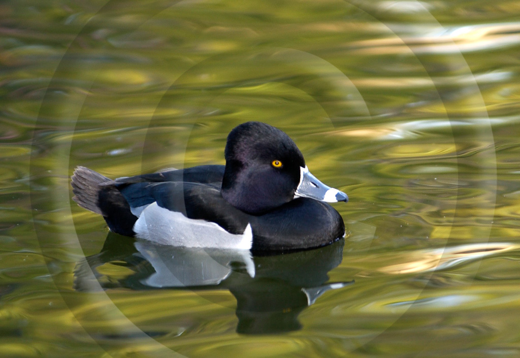 Ducks 5 -  BD-RN_001_A_DT_00022_0164