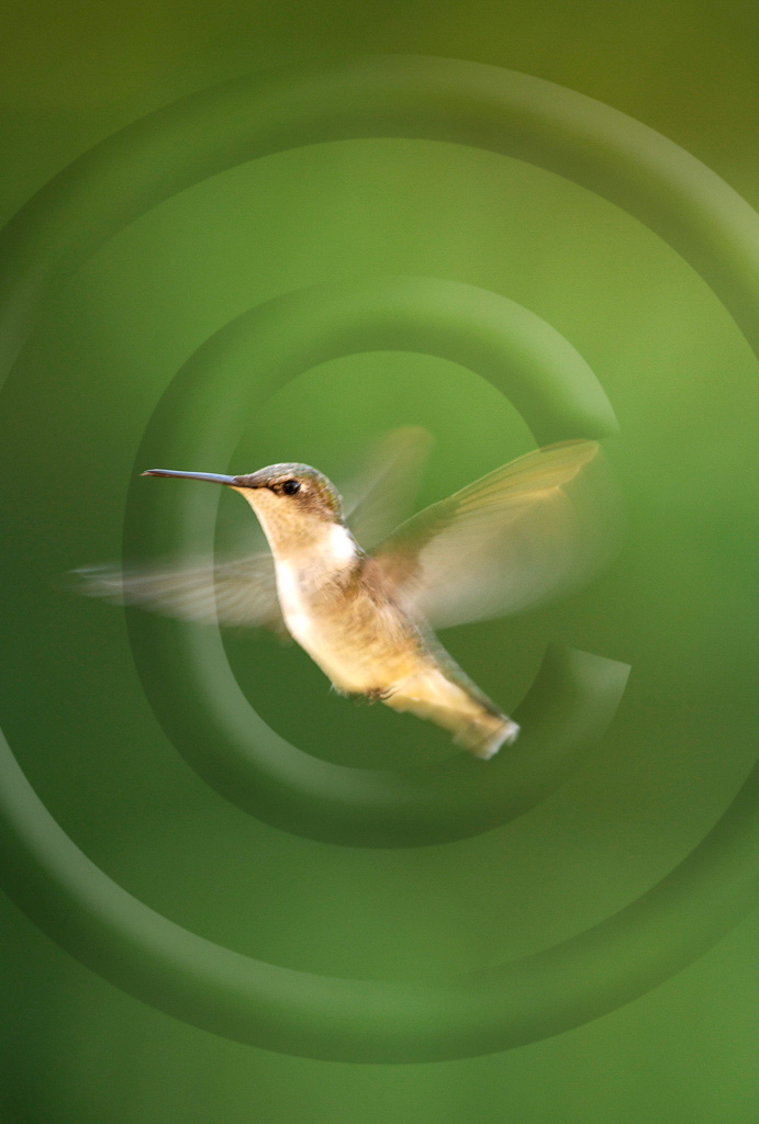 Humming Bird 1 -  BH-BT_001_DSC_0079