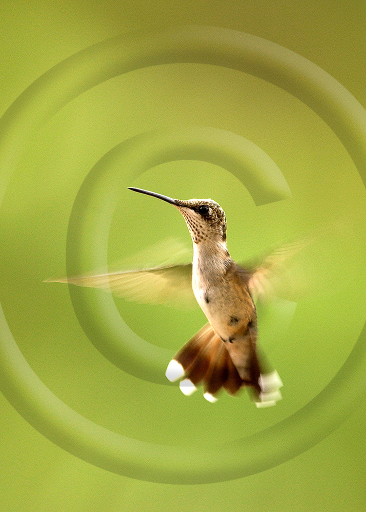 Humming Bird 2 -  BH-BT_002_DSC_0085