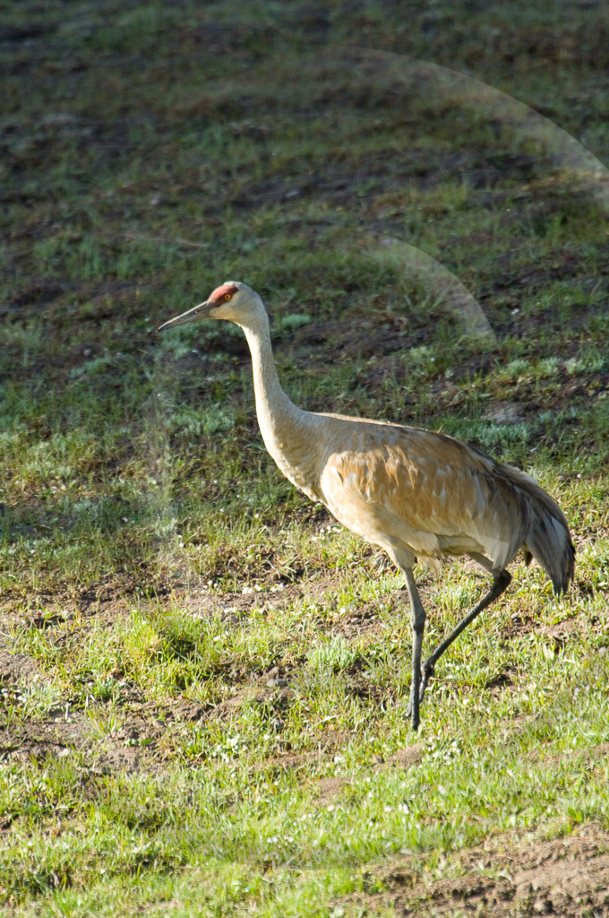 Long Legged Birds 3 -  BW-SC_002_KX13855