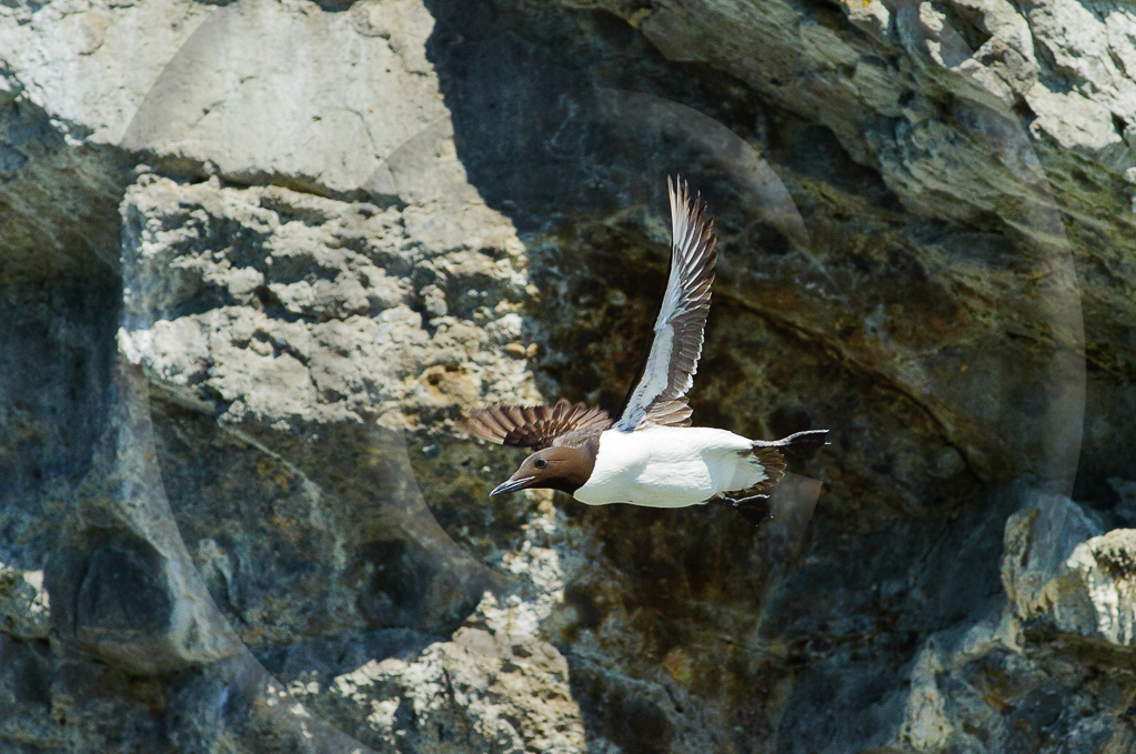 Murre 1 - BA-CM_001_K336706