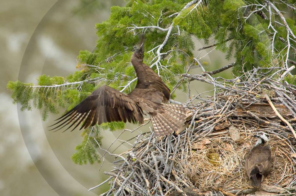 Osprey 1 -  BE-SO_001_KX14308