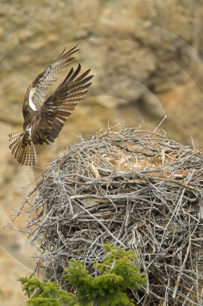 Osprey 2 -  BE-SO_002_KX14478