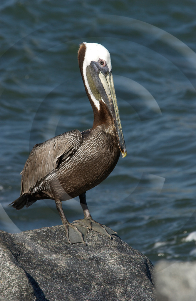 Pelican Brn 1 -  BD-BP_001_DT_00024_0174