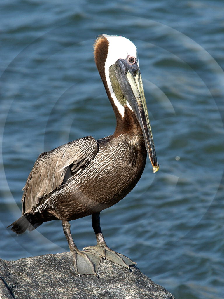 Pelican Brn 2 -  BD-BP_002_DT_00024_0178