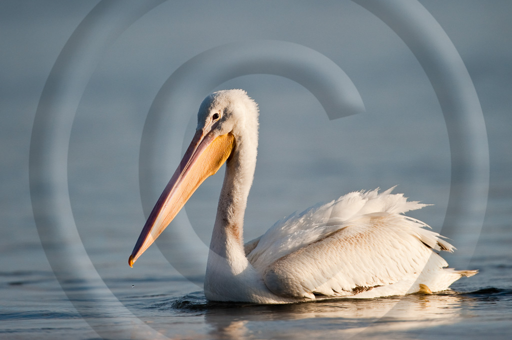 Pelican Wt 1 -  BD-WP_001_K305282