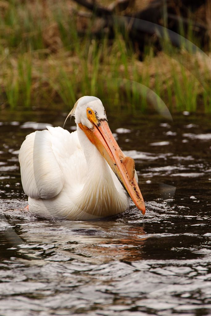 Pelican Wt 2 -  BD-WP_002_K320687