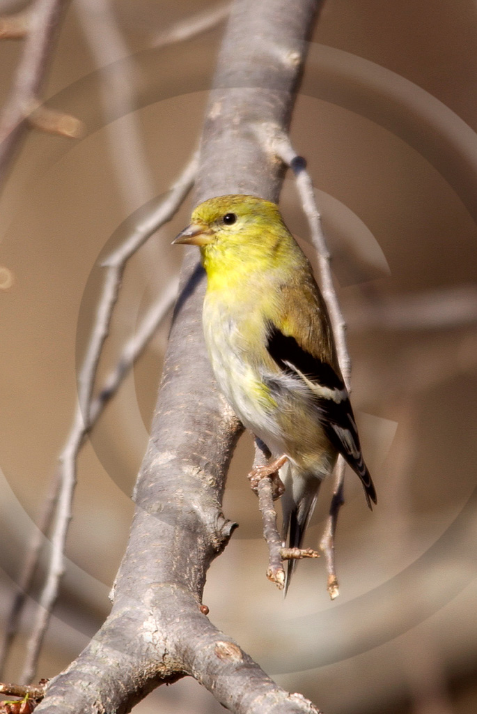 Perching Birds (BX) 1 -  BX-AG_001_DT_00023_0053