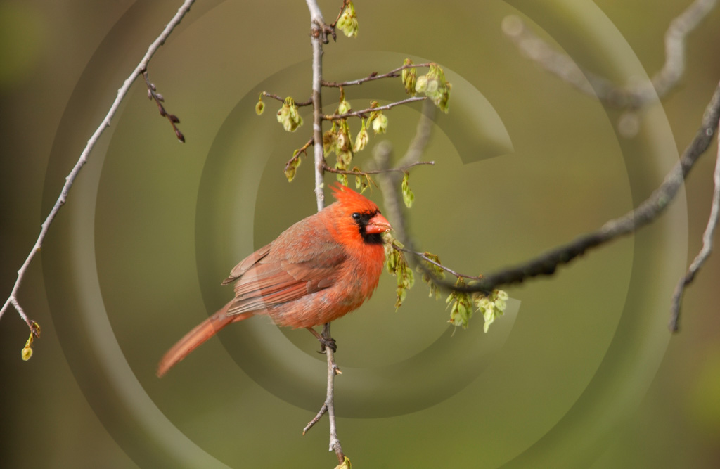 Perching Birds (BX) 2 -  BX-CI_001_DT_00024_0060