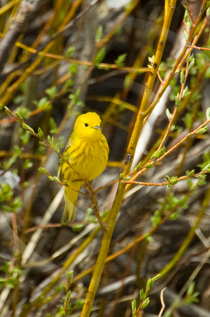 Perching Birds (BX) 4 -  BX-YW_001_KX15774