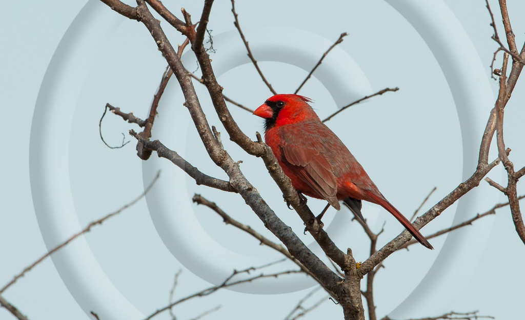 Perching Birds (BX) 5_K340428