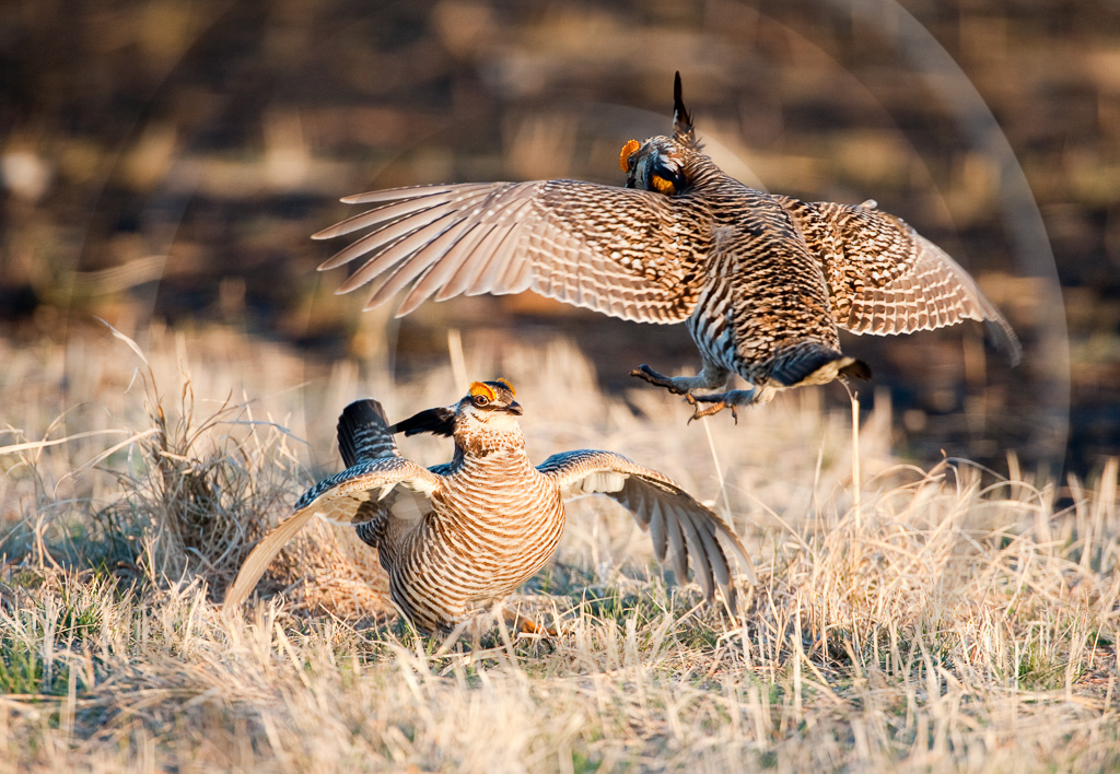 Prairie Chicken 1 -  BC-LC_001_K306934