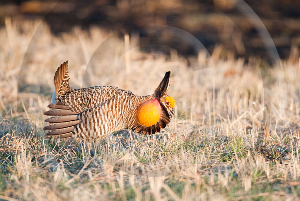 Prairie Chicken 2 -  BC-LC_002_K306974