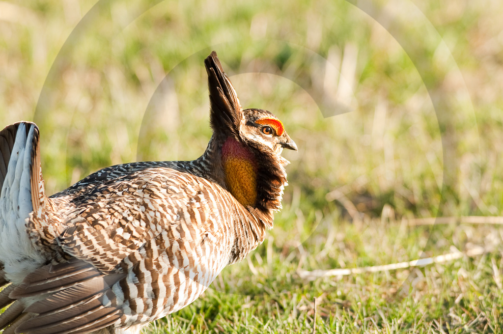 Prairie Chicken 3 -  BC-LC_003_WX00948