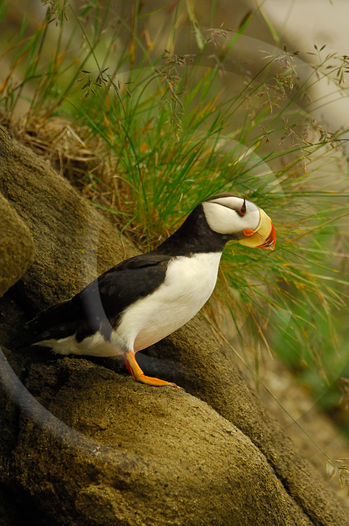 Puffin Horned 2 -  BA-HP_002_KX09336