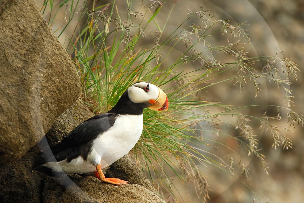 Puffin Horned 3 -  BA-HP_003_WX05318