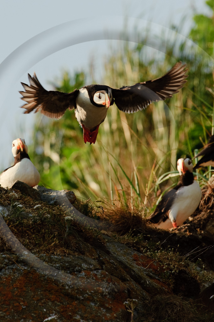 Puffin Horned 5 -  BA-HP_005_K315913